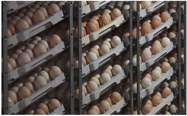 Guyana boosting poultry production to tackle Bird Flu challenges