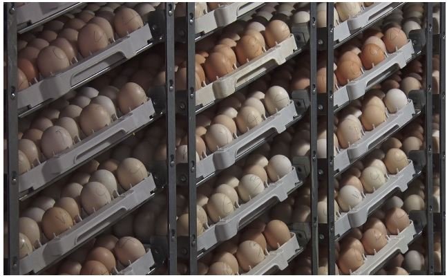 Image of Eggs