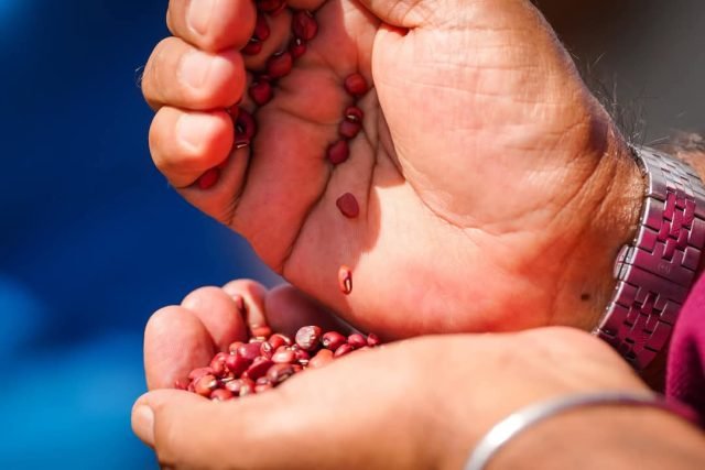 1,000 acres of land to expand red beans, black eyed peas production