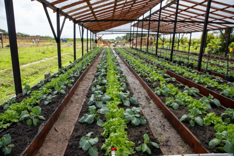 Three-new-shade-houses-will-be-built-to-support-agricultural-training-and-food-production-in-Region-Nine