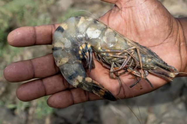 Region Six fisherfolk to benefit from shrimp rearing project