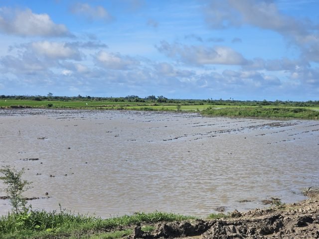 Cattle farmer loses dozens of animals to floods
