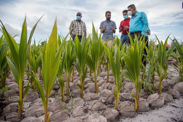 Investments in coconut industry yield growth