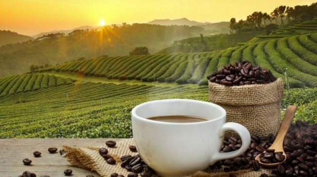 Large-scale cocoa, coffee cultivation to commence in Region One; some 3,000 jobs to be created 