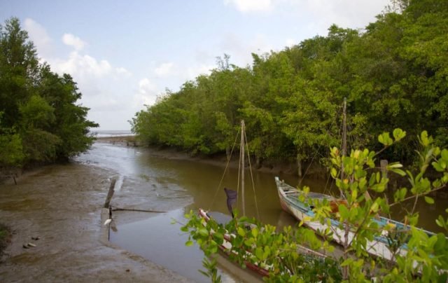 Guyana’s youth champion mangrove protection