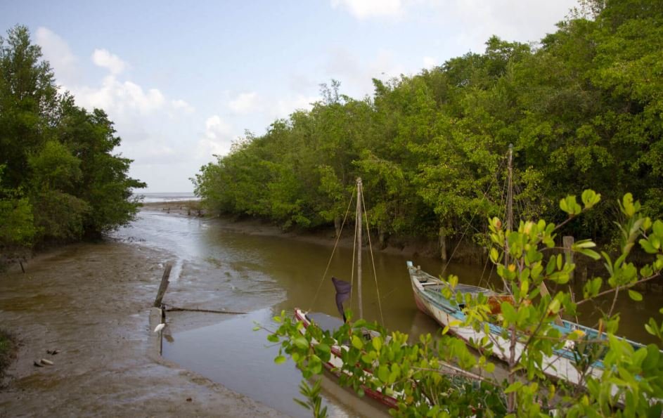 Credit: Conservation International Guyana