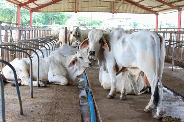 Region Five farmers earning big profits from Bull Rotation Programme