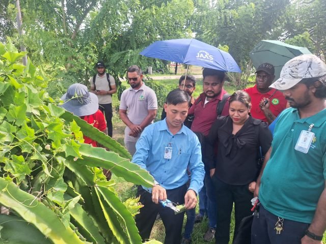  Dragon fruit pilot launched to boost crop diversification, farmer incomes
