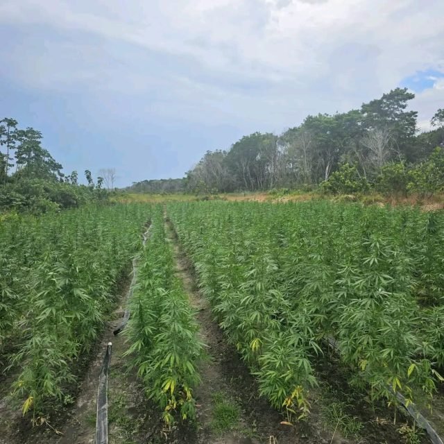 Police destroy $3.4 million worth of cannabis in Berbice River raid