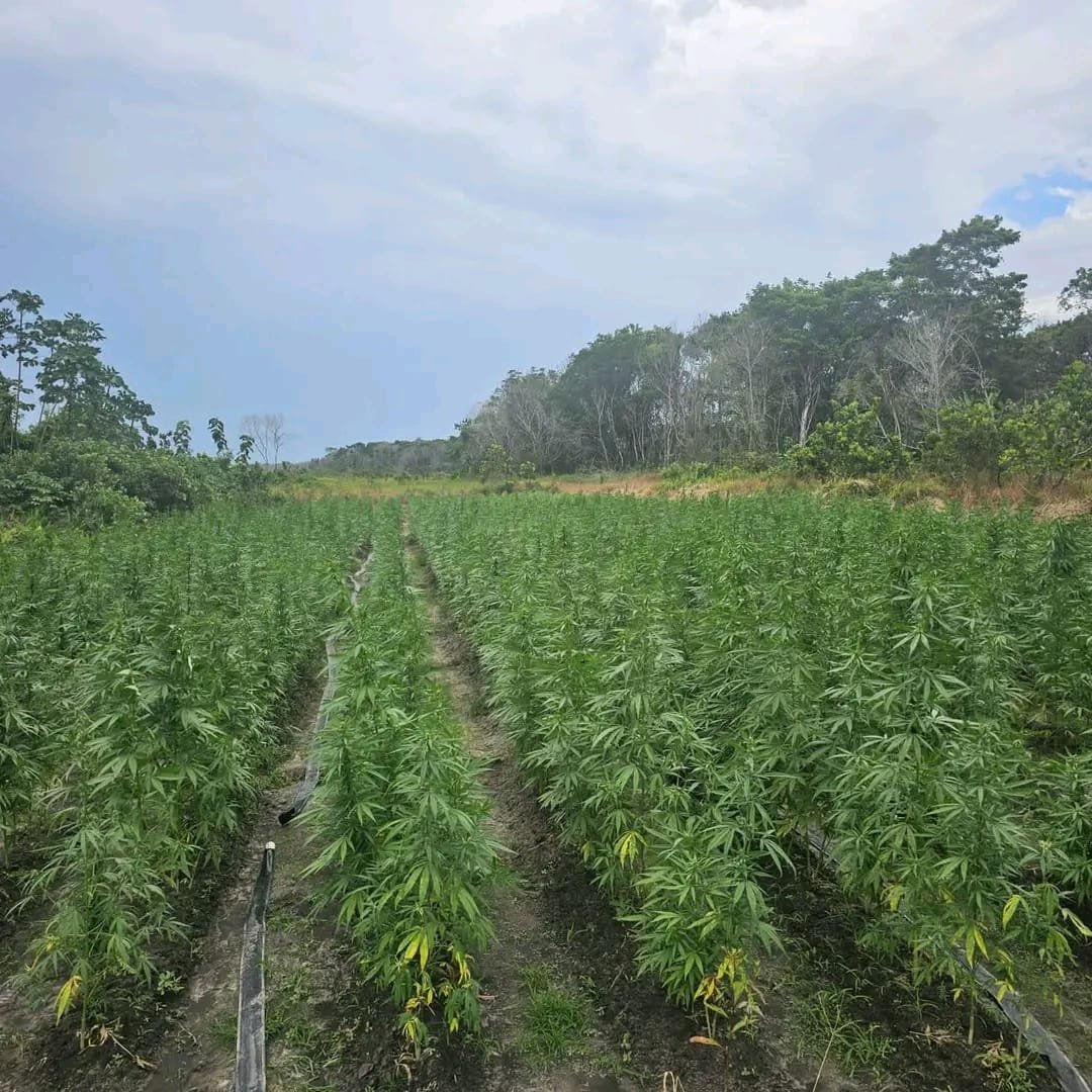 The field that was found and destroyed Credit: GPF photo