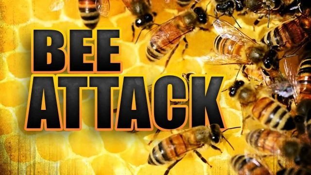 Kitty man dies in suspected bee attack at Enterprise backlands