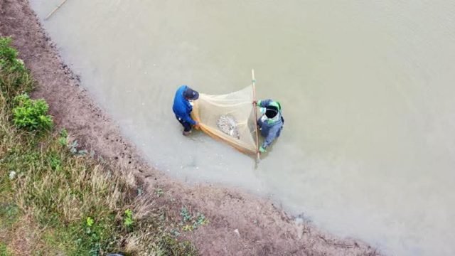 Region 6 shrimp production sees rapid growth with 150 farmers now onboard