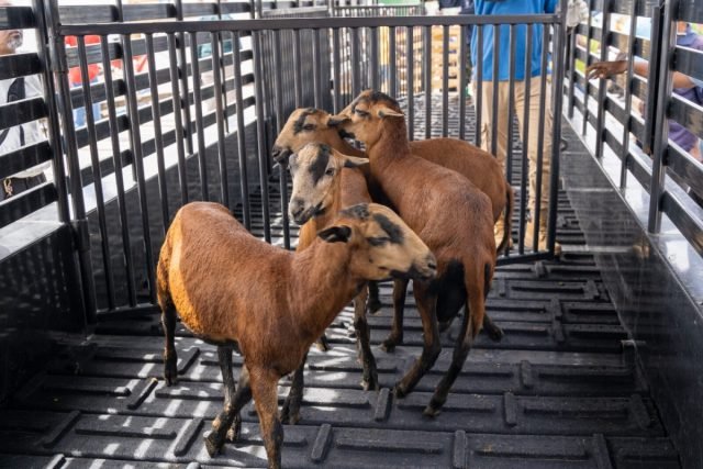 Ruminant industry set for growth through genetic upgrades, pasture development