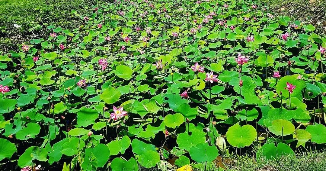Man drowns while picking ‘puri’ leaves