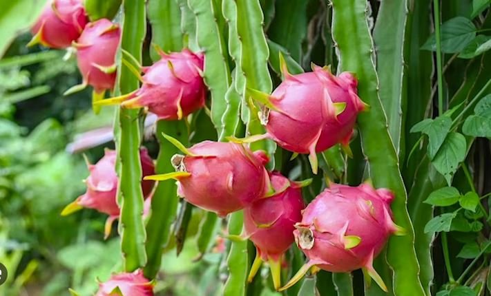 dragon fruit