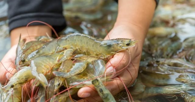 Brackish water shrimp expansion fuels massive growth in aquaculture sector