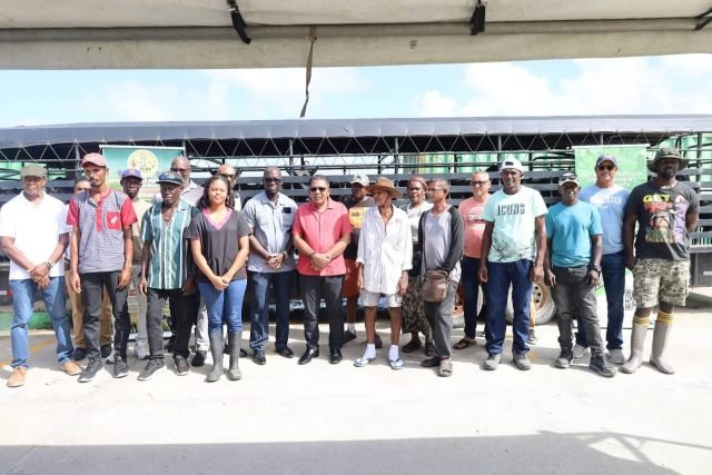 Bright Christmas for 19 cattle farmers