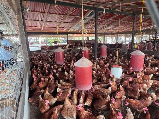Garaban’s egg farm sets benchmark for poultry operations in Region Two
