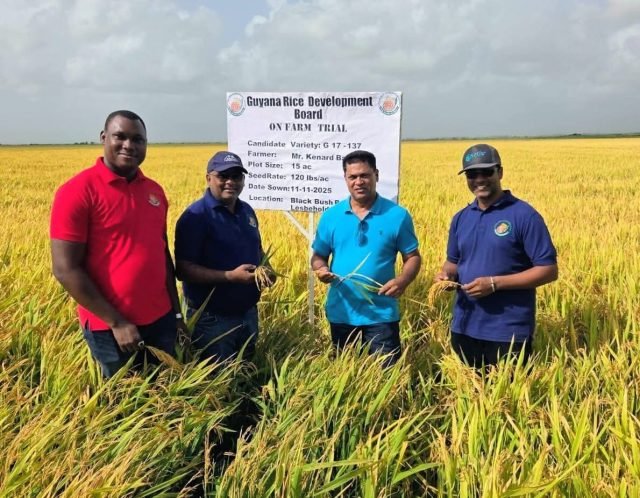 Aromatic rice trials commence, farmers could earn double