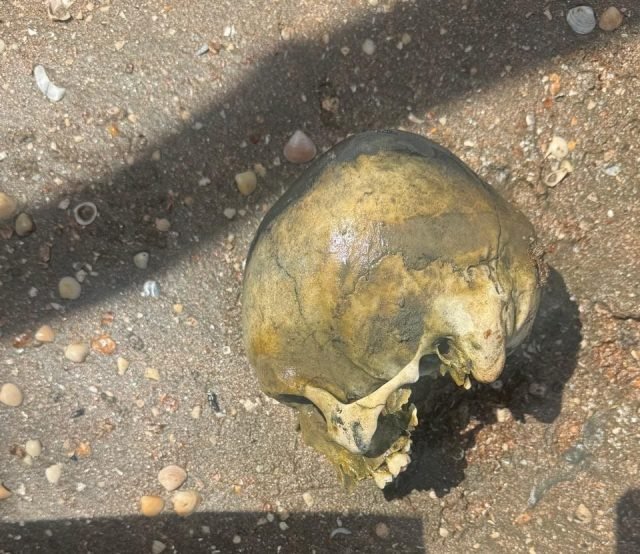Suspected human skull found on Albion foreshore