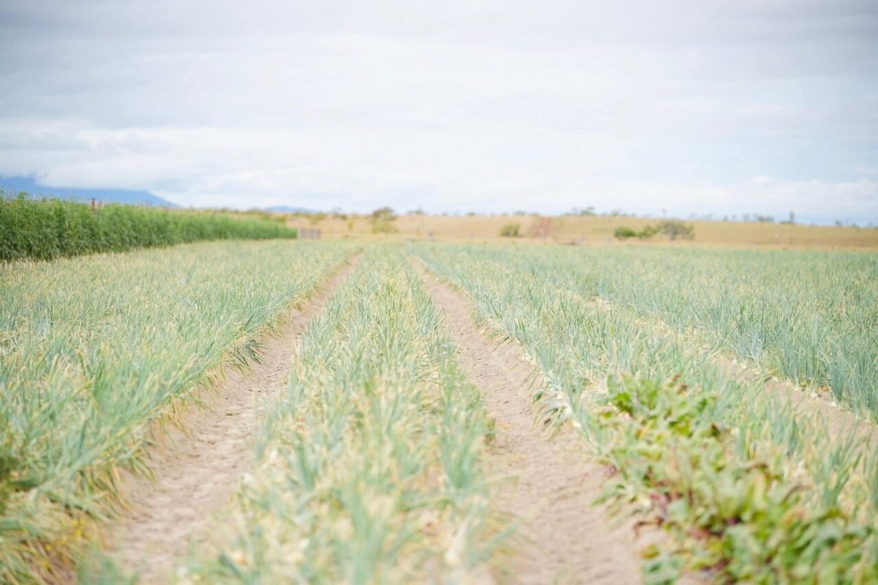Investor-farmer partnerships seen as key to scaling agriculture