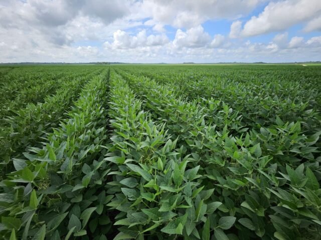 Guyana to export soya beans to Barbados